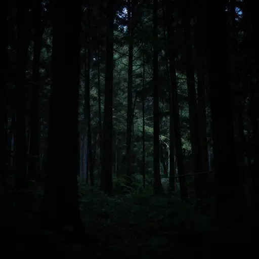 森林被笼罩在一个无月、漆黑的夜晚。