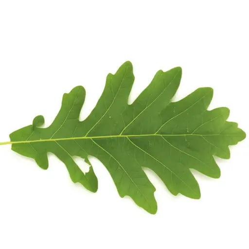 这片橡树叶有三个明显的圆裂片。