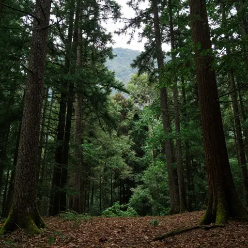 这个地区仍然是一片原始荒野，没有任何人类干扰的迹象。