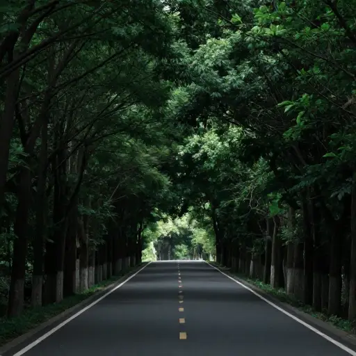 树木使道路像隧道一样黑暗。