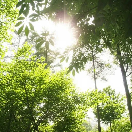 风轻轻地吹过树林。