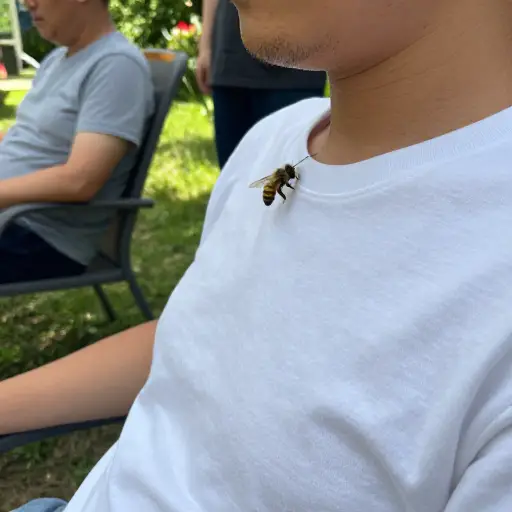 我们正坐在花园里，突然一只黄蜂钻进了我的T恤衫。