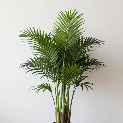 这株室内植物不需要太多阳光。