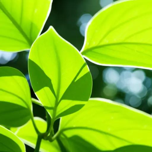 阳光会激活植物中的光合作用。