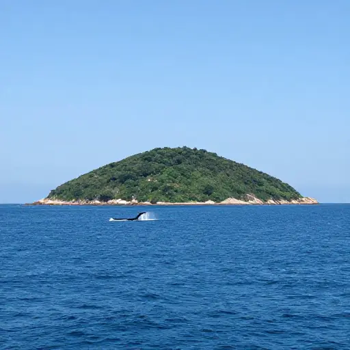 一个与世隔绝的小岛是观察鲸鱼等海洋哺乳动物的好地方。