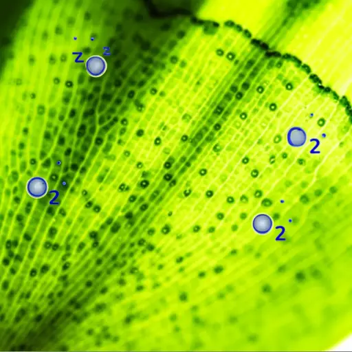 植物通过光合作用吸收二氧化碳并释放氧气。